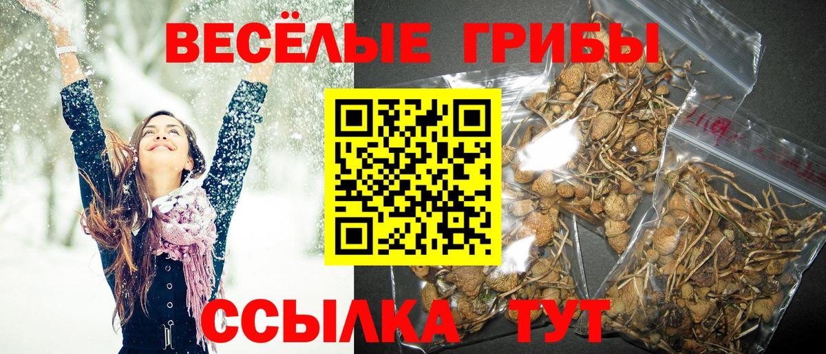 Котельники  Галлюциногенные грибы GOLDEN TEACHER  Вход с VPN 
